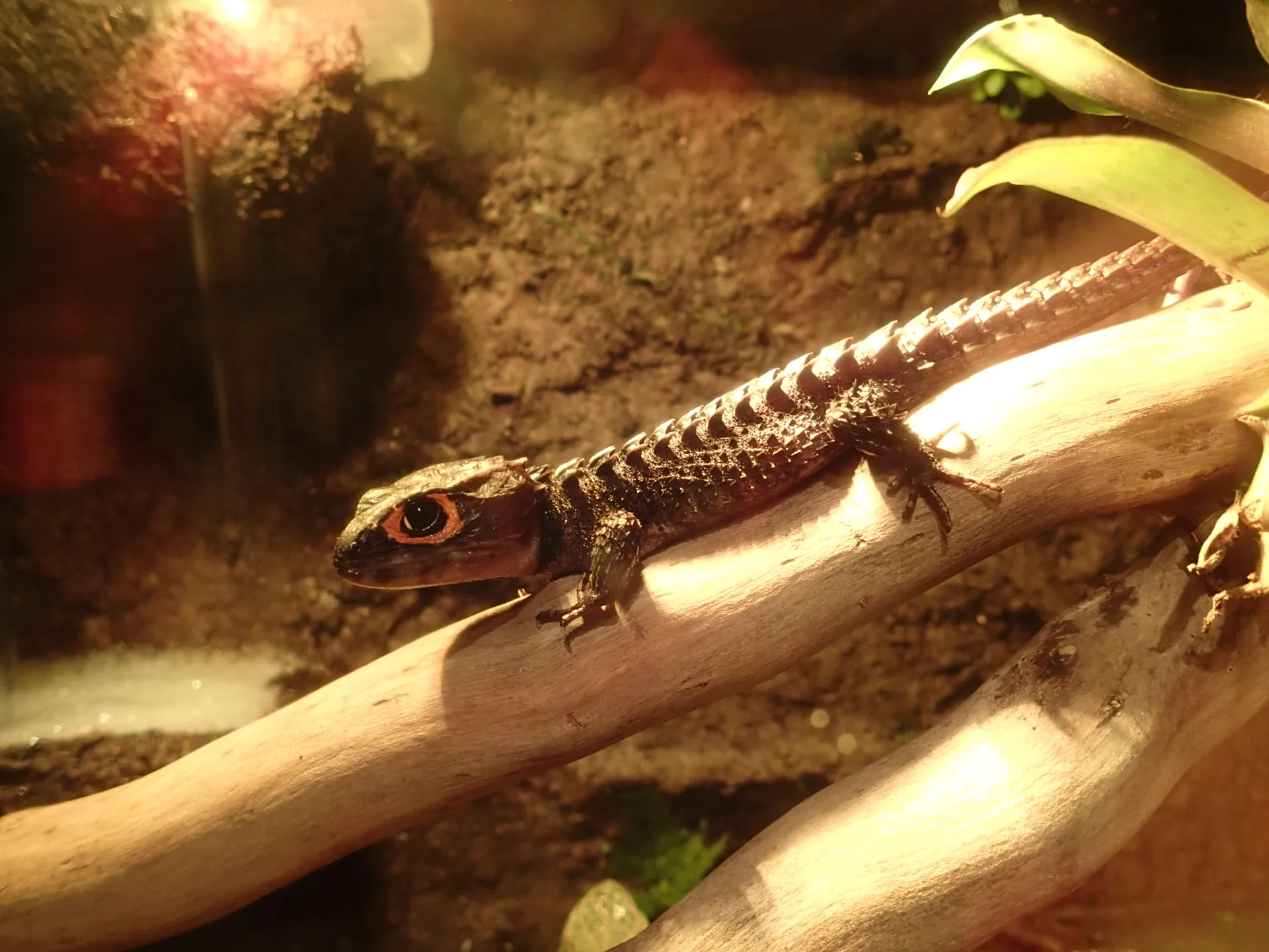 Adult Tribolonotus gracilis showing the characteristic strongly keeled dorsal scales and orange-red eye coloration.