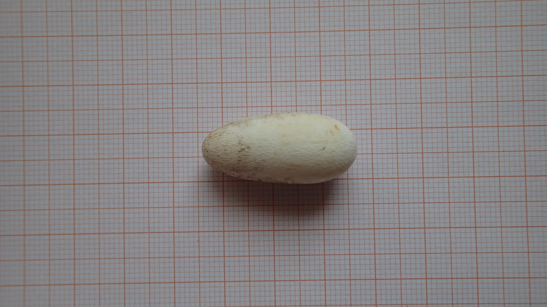 Freshly laid Tribolonotus gracilis egg.