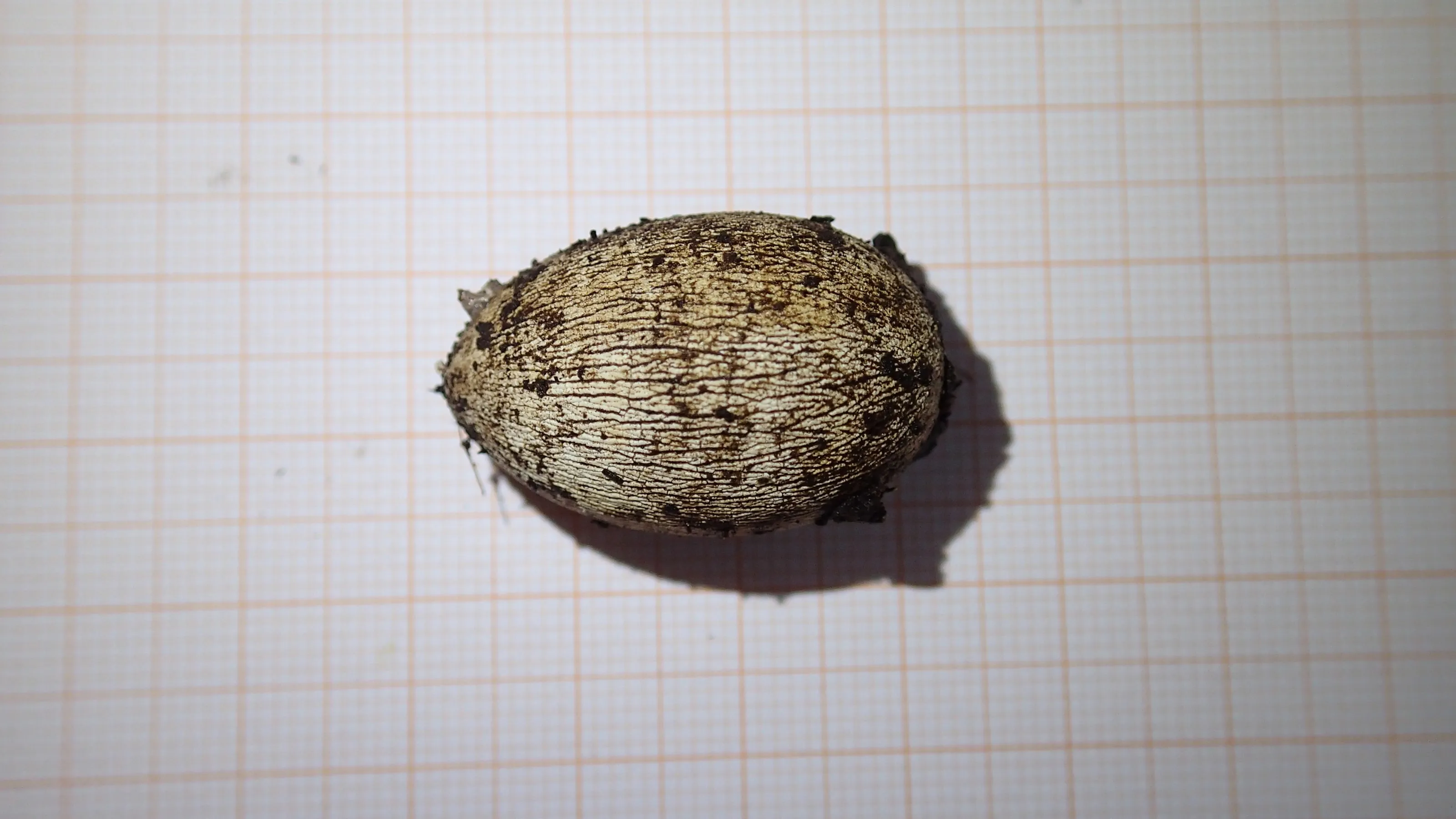Tribolonotus gracilis egg shortly before hatching.