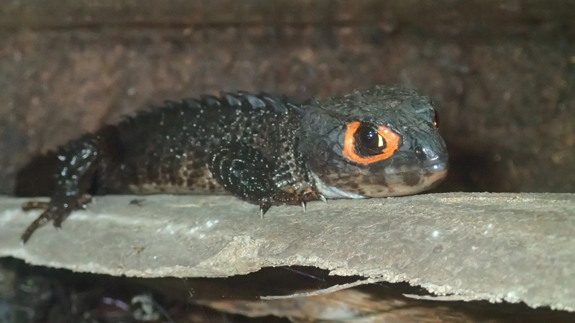 Adult Tribolonotus gracilis using an elevated piece of bark in a vertically structured enclosure.