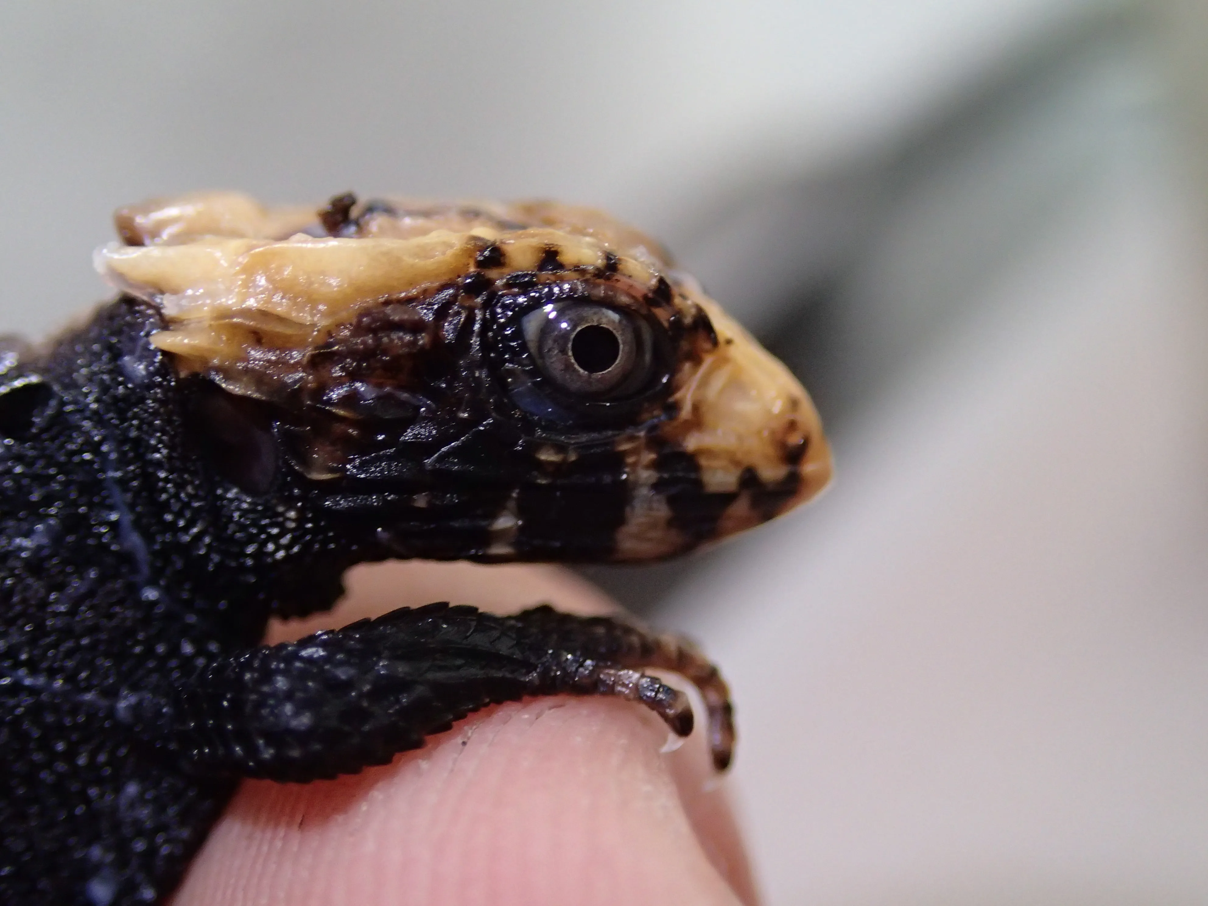 Close-up of the head of a newly hatched Tribolonotus gracilis, showing the juvenile coloration around the eye.