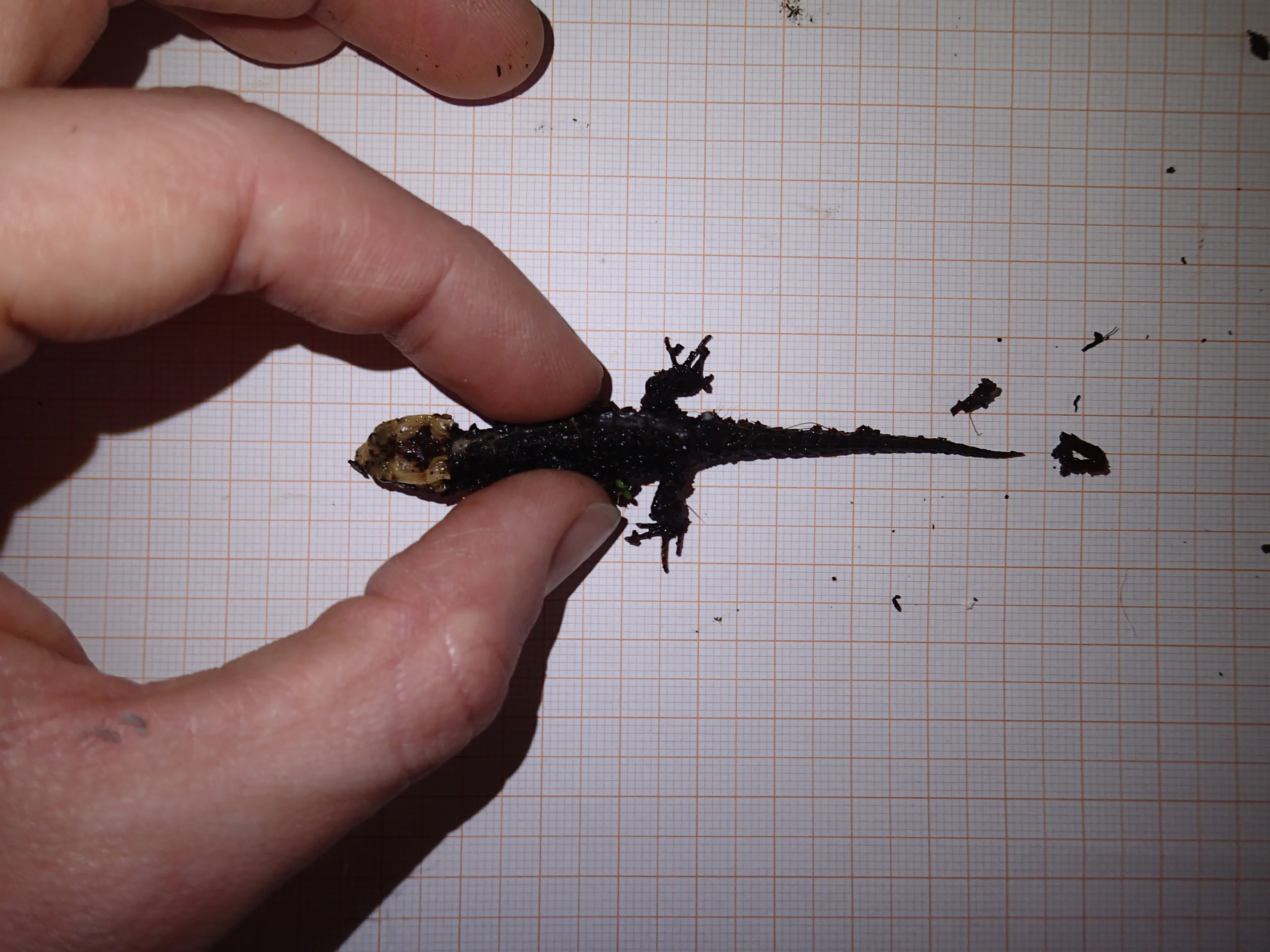 Newly hatched Tribolonotus gracilis measured on millimetre paper, with a total length of approximately 8.8 cm.