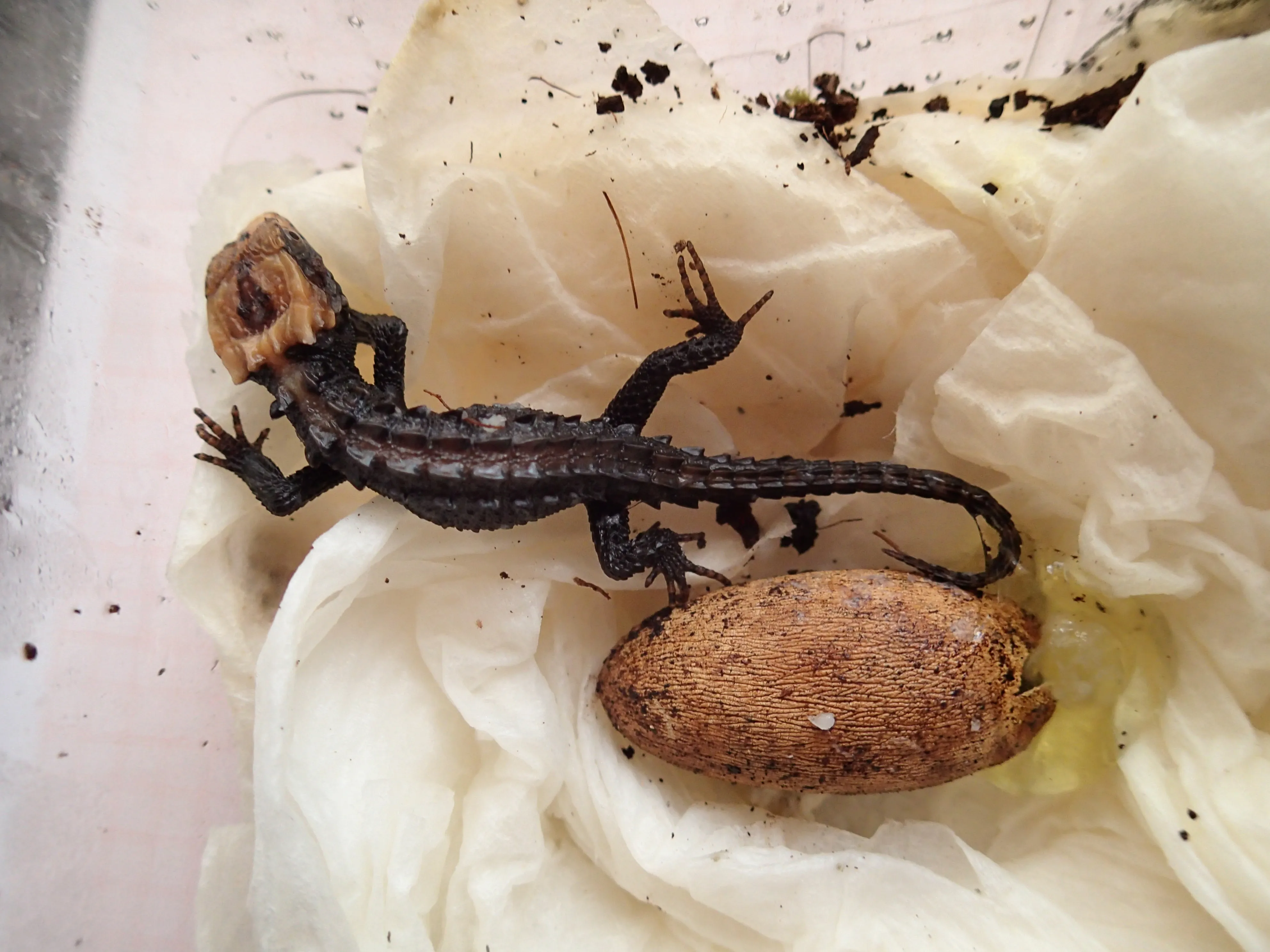 Newly hatched Tribolonotus gracilis beside its egg.
