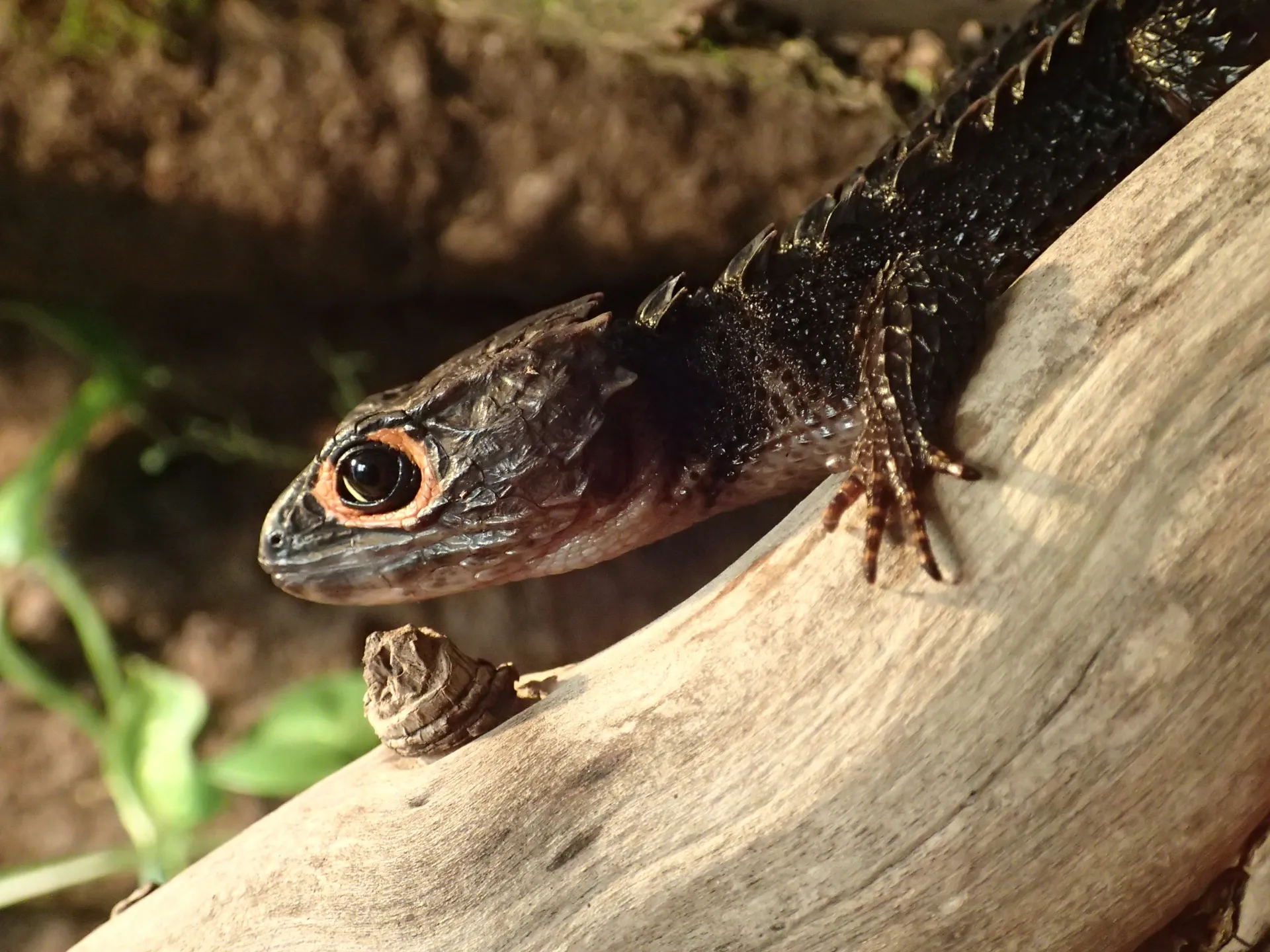 Tribolonotus gracilis — Red-eyed Crocodile Skink