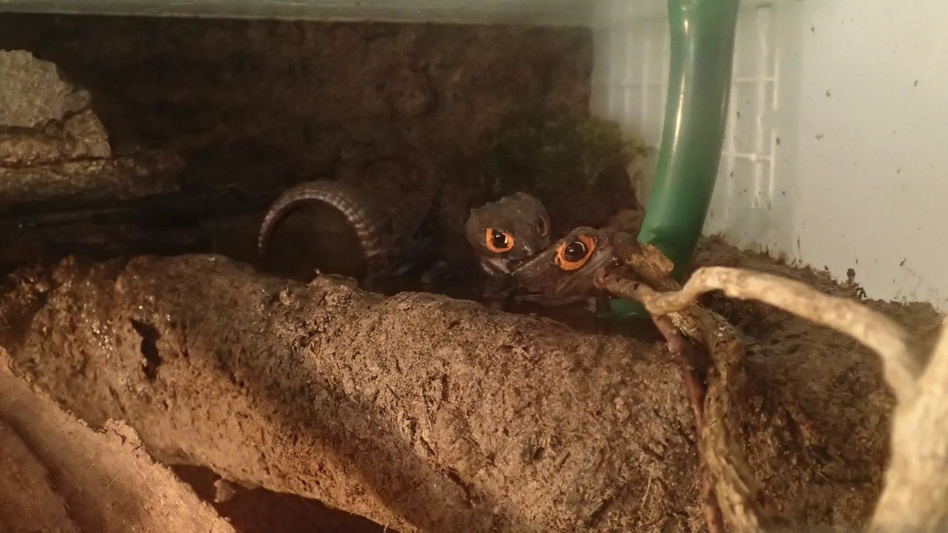 Mating pair of Tribolonotus gracilis in an elevated cascade basin of the enclosure.