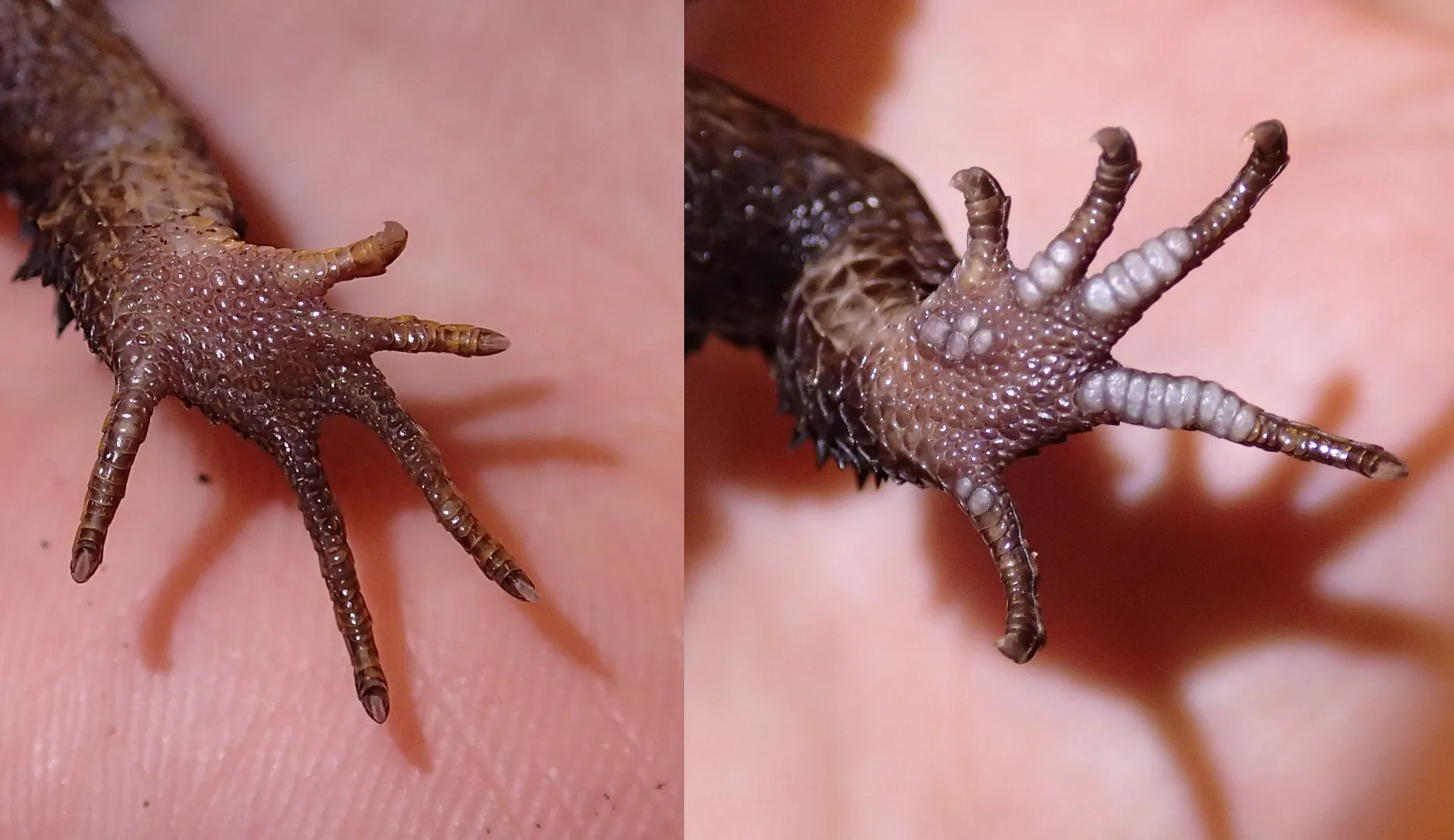 Comparison of the underside of the hind feet of a female and male Tribolonotus gracilis. The male on the right shows conspicuous enlarged pore-bearing scales.
